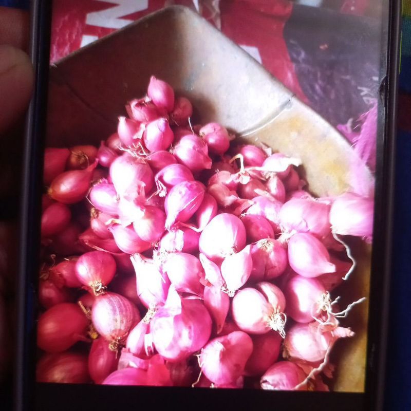 

Bawang merah grade A 15.000/kg