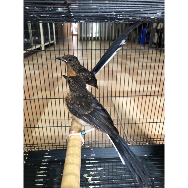 murai ekor panjang trotol super 17 cm