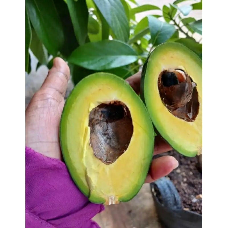 

alpuket mentah lokal super