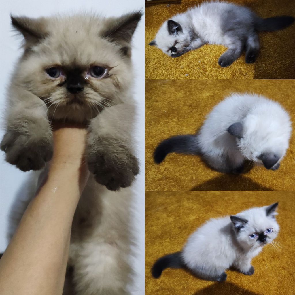 Kitten Anak kucing Exotic peaknose x himalaya DOB 26 agustus 2023 Jantan