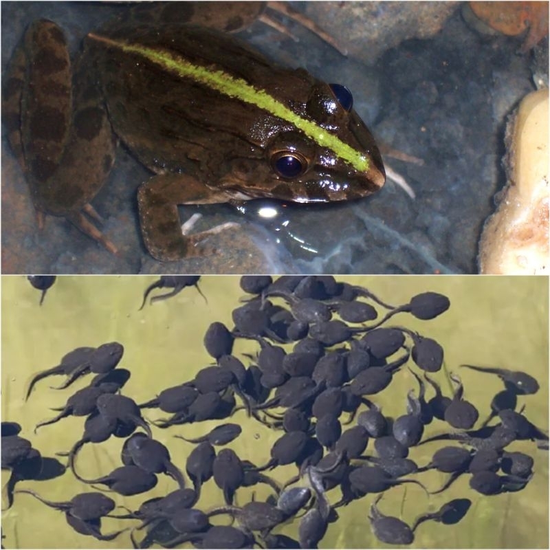 kecebong/berudu pakan predator isi 100