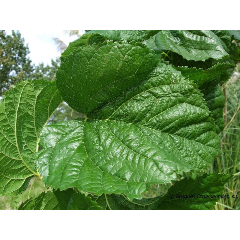 

daun murbei/craban segar untuk diabetes