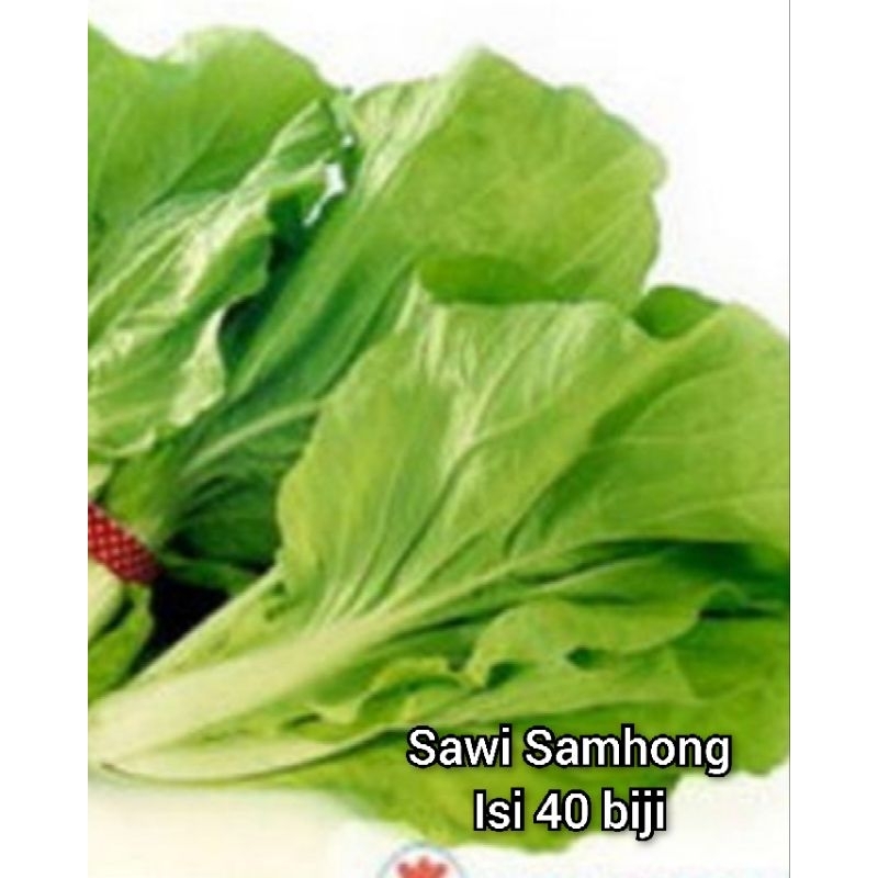 Sawi samhong / Sawi Sanfeng Biji