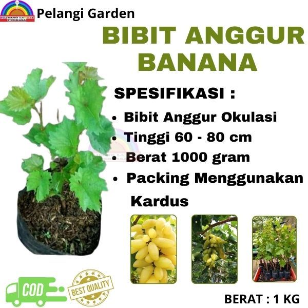 Bibit Anggur Banana, Bibit Anggur Banana Cepat Berbuah, Buah Anggur Banana Super Manis