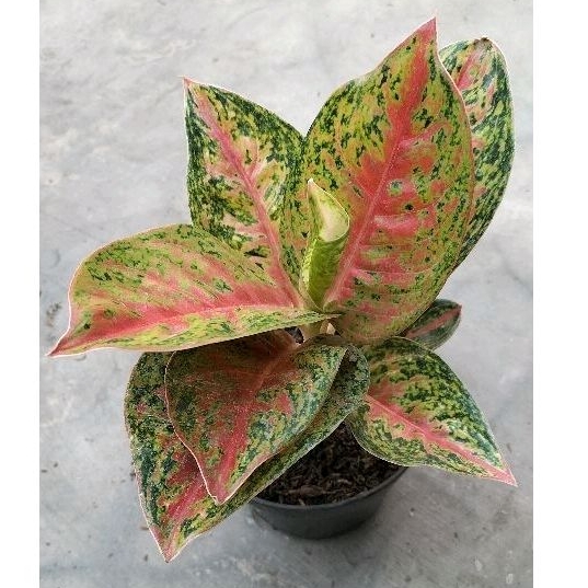 AGLONEMA MAHASETI