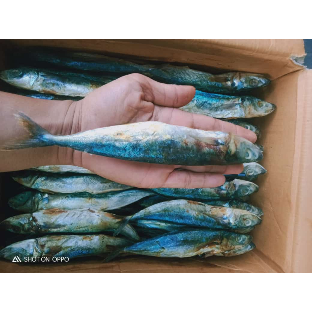 

Ikan Asin Klotok Manis Jumbo 250-1kg - Daging Ekstra Lembut