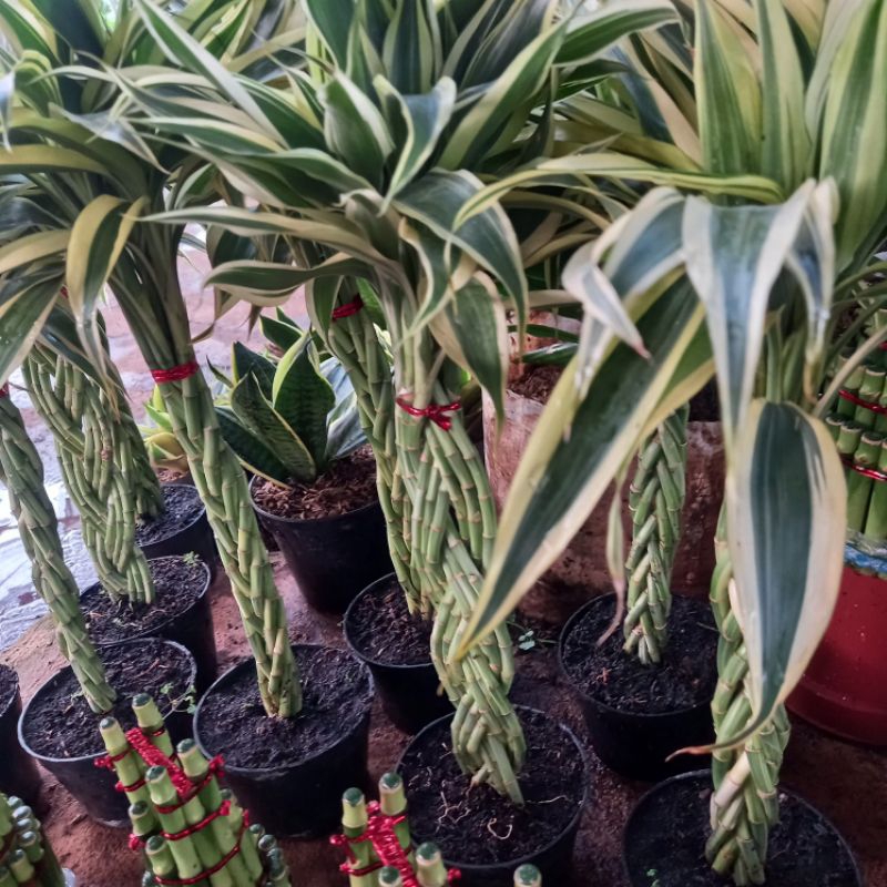 Tanaman Hias Bambu Hoki Mini Varigata Kepang