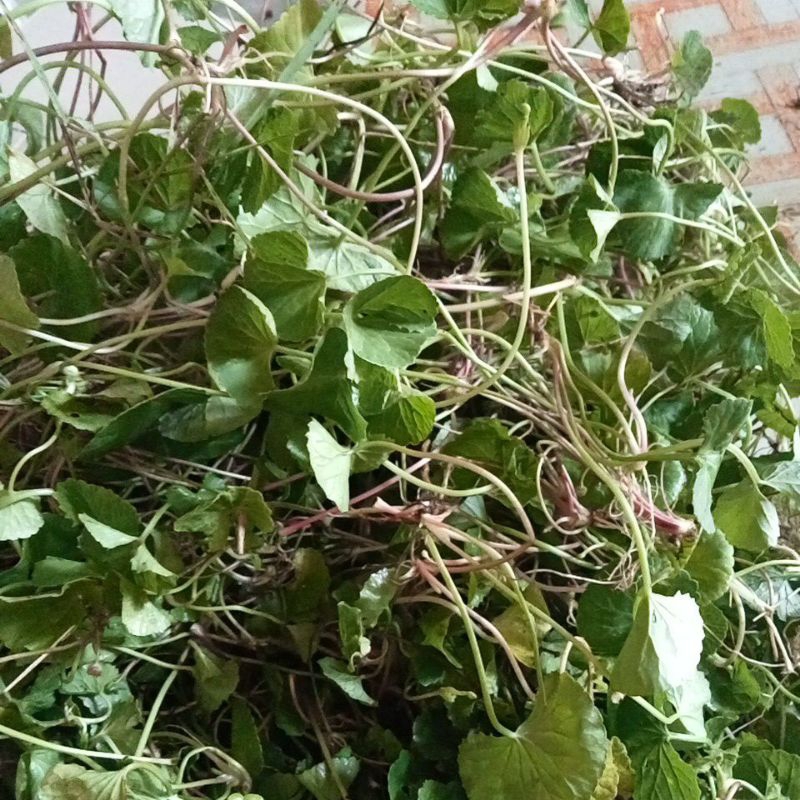 

daun pegagan segar dadakan 500gr