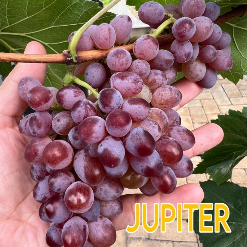 

Tanaman Bibit Anggur Jupiter (BELI 3 GRATIS 1)