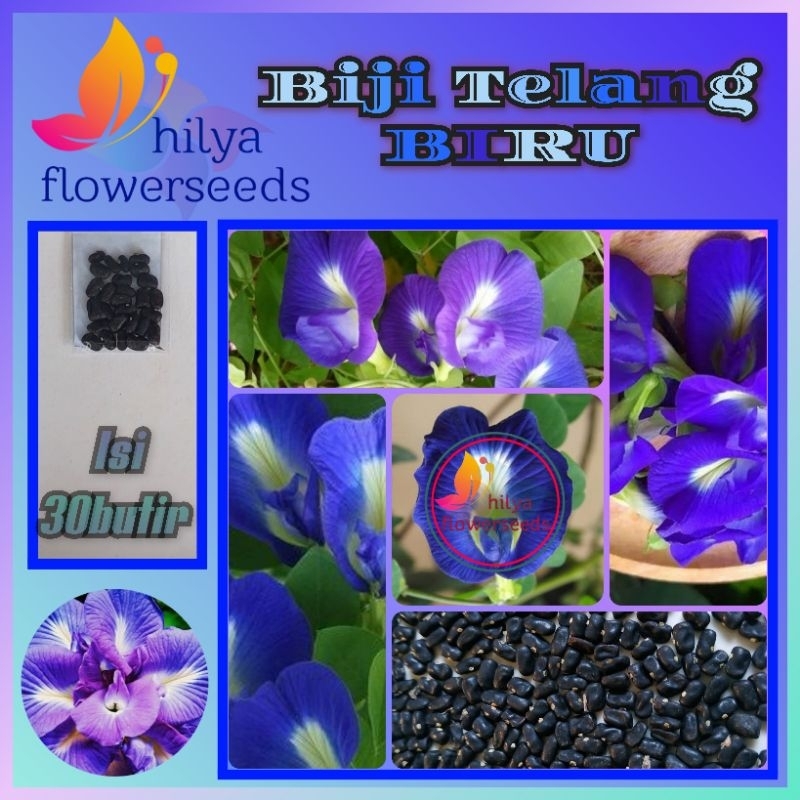 Biji bunga Telang biru