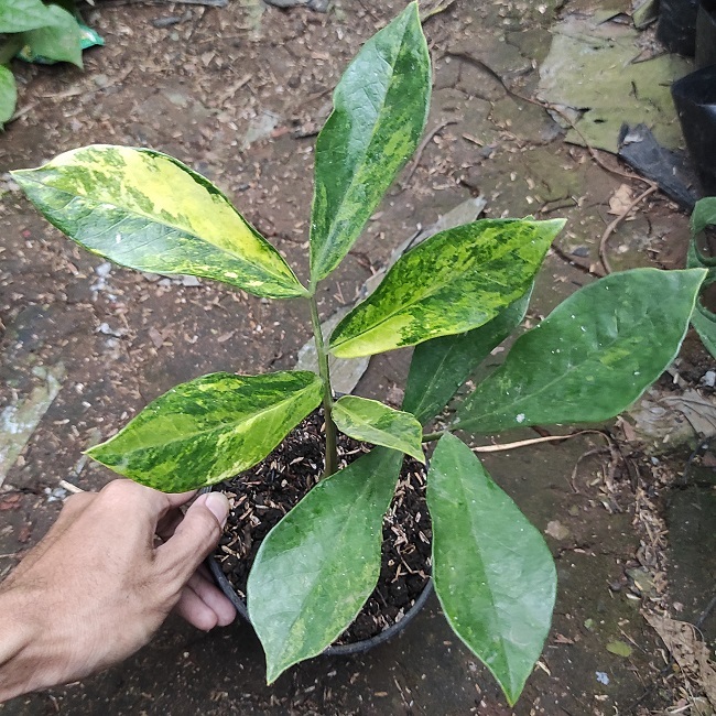 Tanaman Zamia Variegata Klasik / Zamia Varigata - Tanaman Hias Zamia Variegata