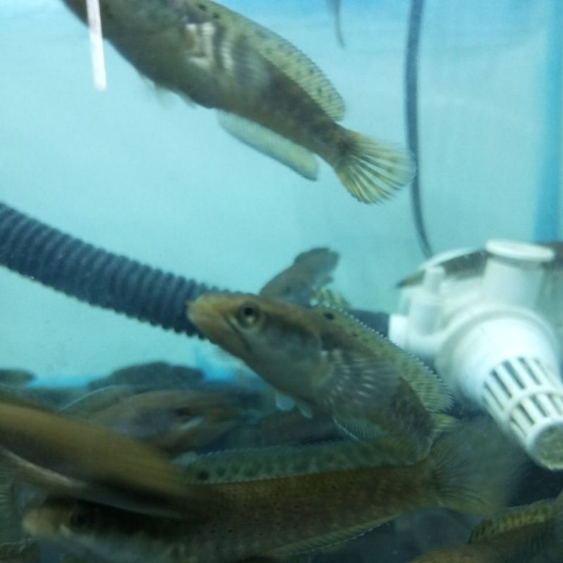 promo blue pulchra 4-6cm 2e