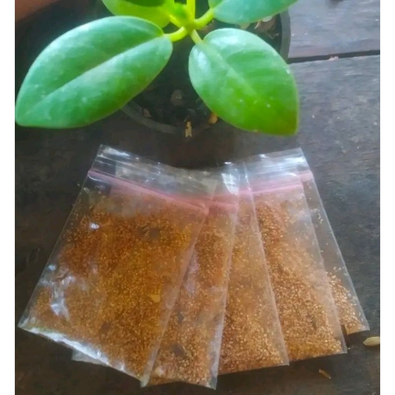 

seeds / biji beringin dolar a.k.a Ficus microcarpa siap semai