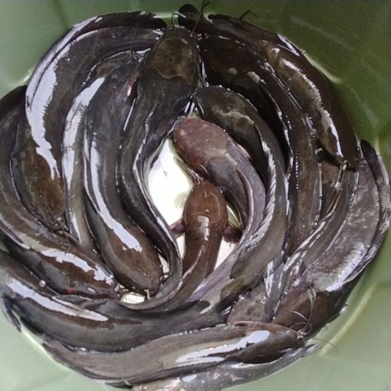 

Ikan lele lokal/alam (bukan jumbo/ternak)