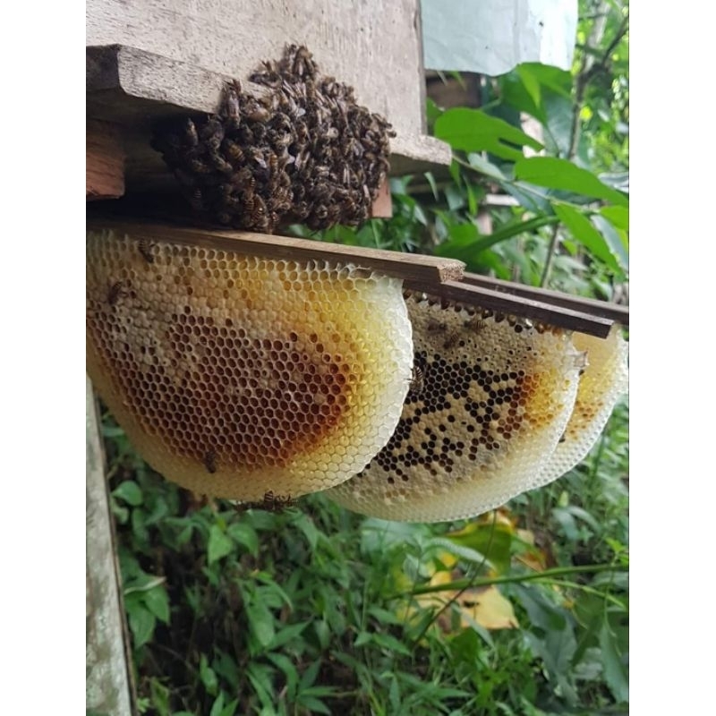

Madu Sarang Cerana Asli Honey Comb Liar 500 gram
