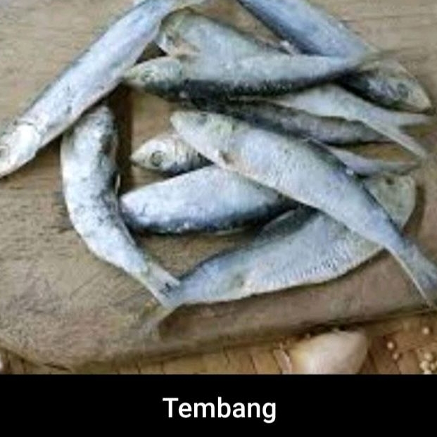 

Ikan Asin Tembang
