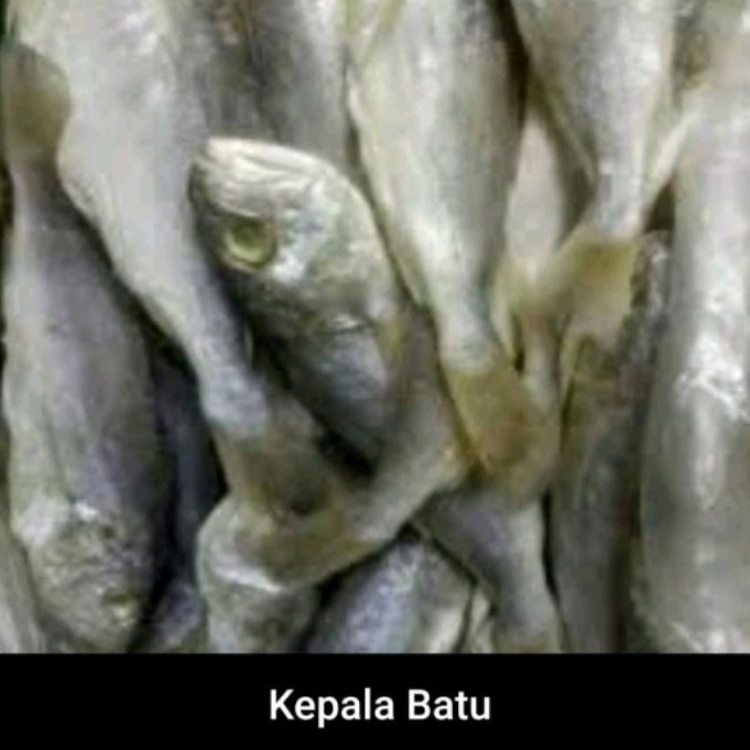 

Ikan Asin Kepala Batu