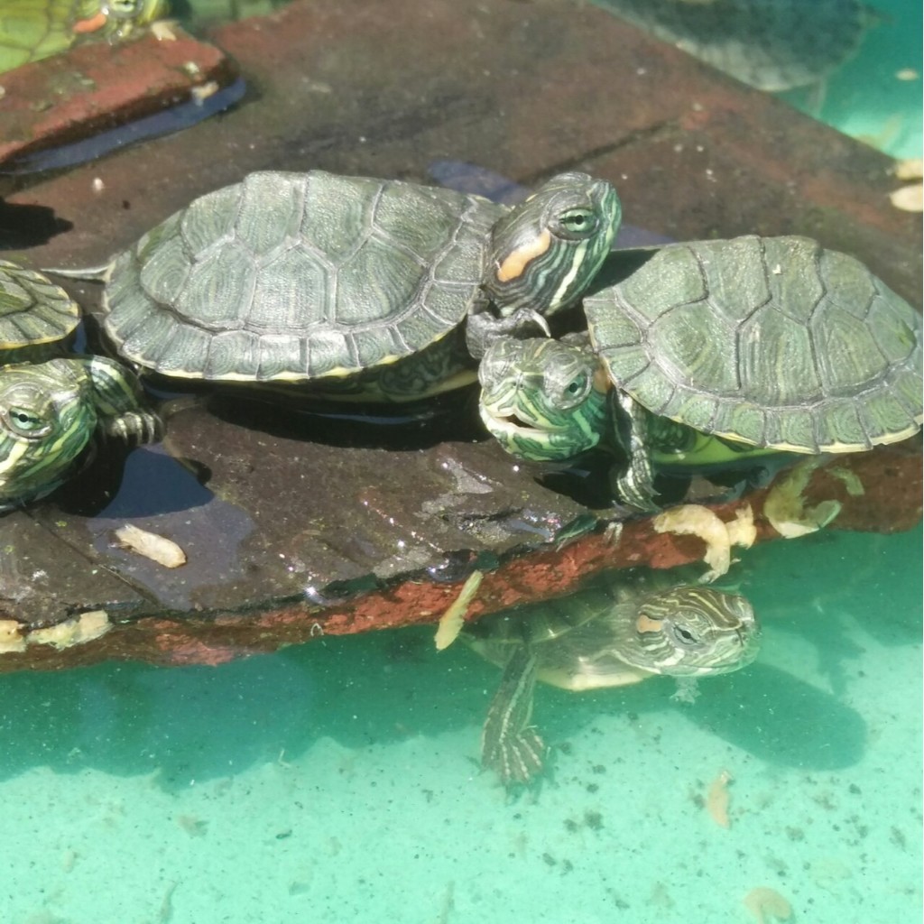 HIASAN AQUARIUM /TERARIUM / PALUDARIUM KURA KURA RES BRAZIL