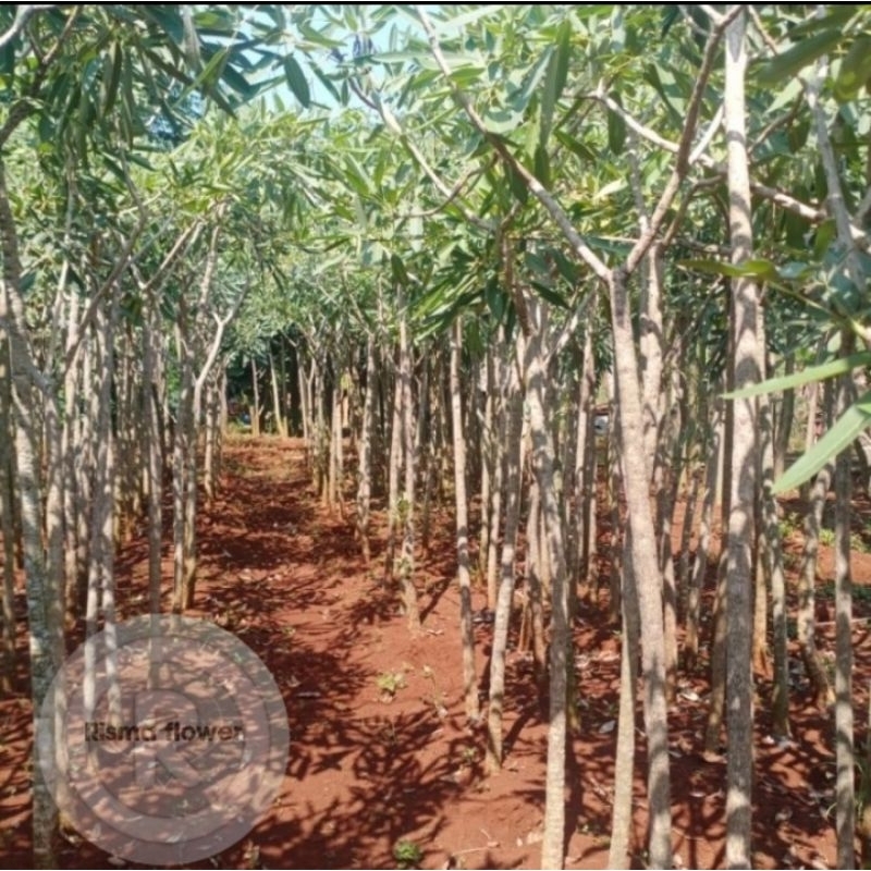 Tanaman pohon tabebuya kuning tinggi ±2 meter / bunga tabebuya tinggi 2 meter