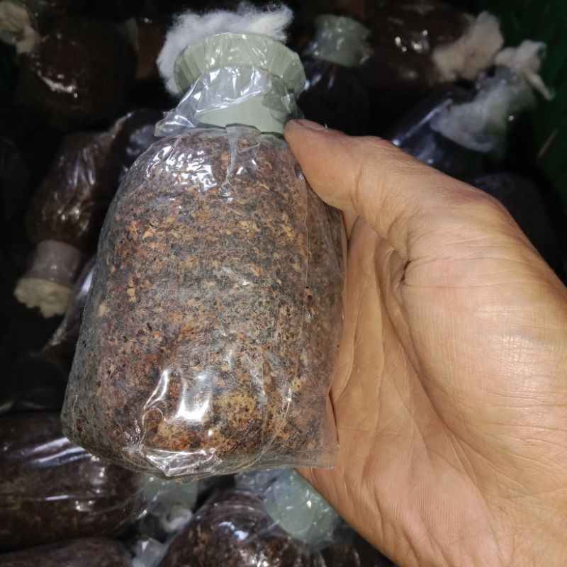 BIG SALE BIBIT JAMUR MERANG PUTIH ISI 8 BUNGKUS