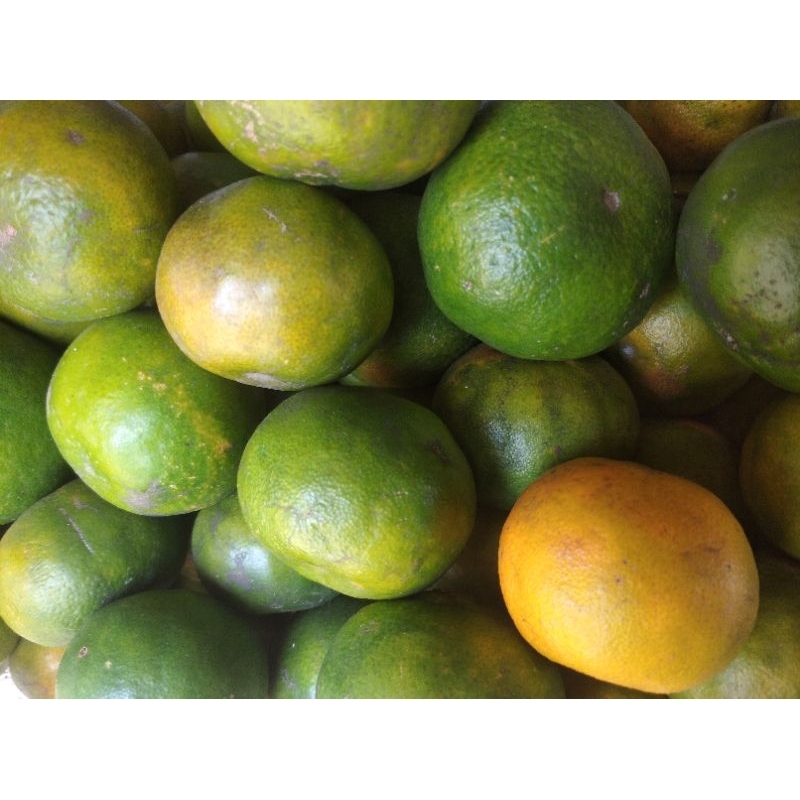 

BUAH JERUK KEPROK SEGAR