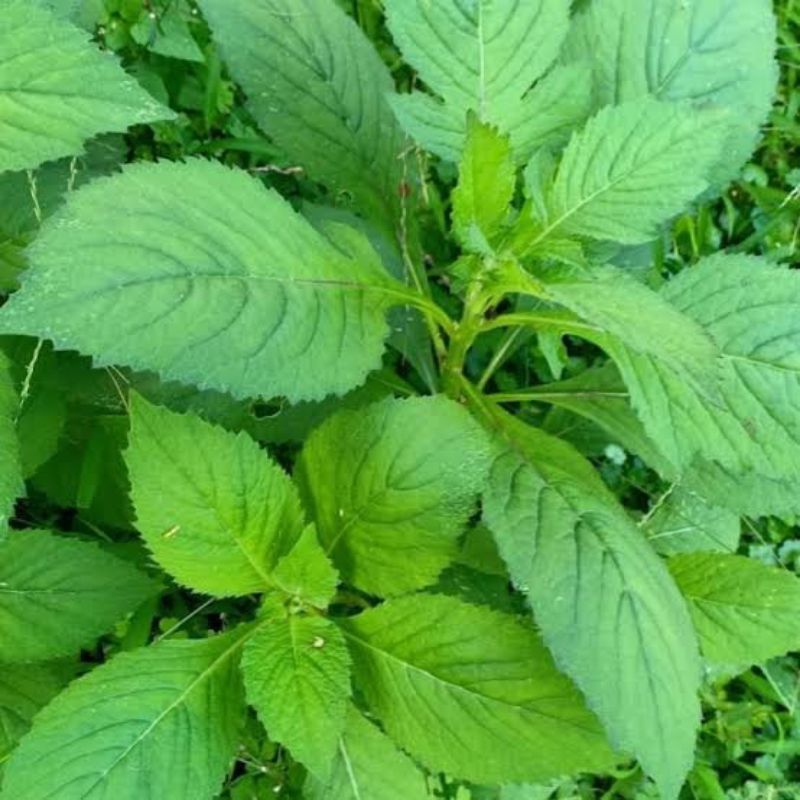 

terlaris jual daun sintrong segar 300grm