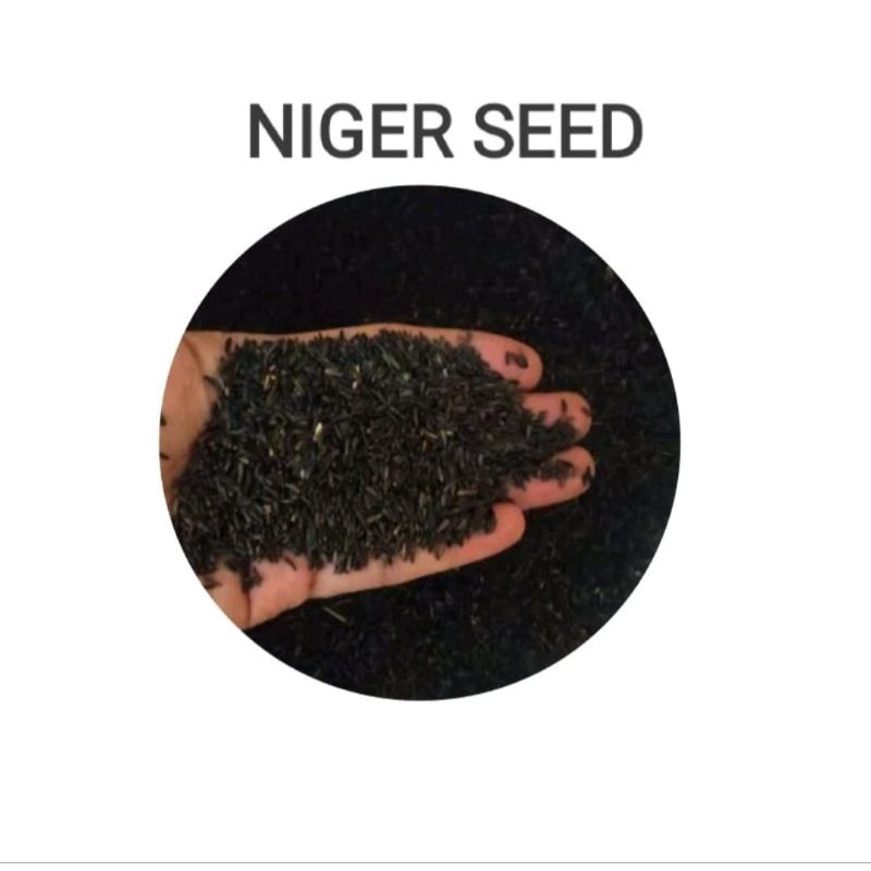 

Biji Niger seed 100gr Pakan Makanan Burung Kenari Finch