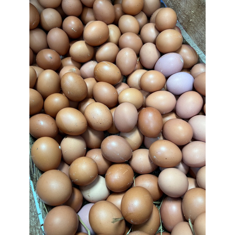 

Telur Ayam Negeri 1kg Fresh (Hanya Instant) (Dilapisin Kardus)