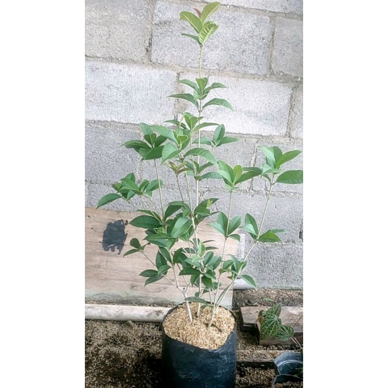 bibit bunga sweet osmanthus 1 meter