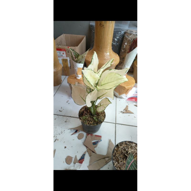 SUPER WHITE AGLAONEMA/ AGLONEMA