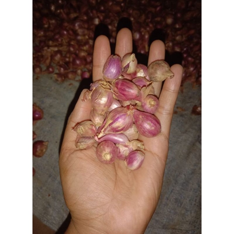 

bawang merah