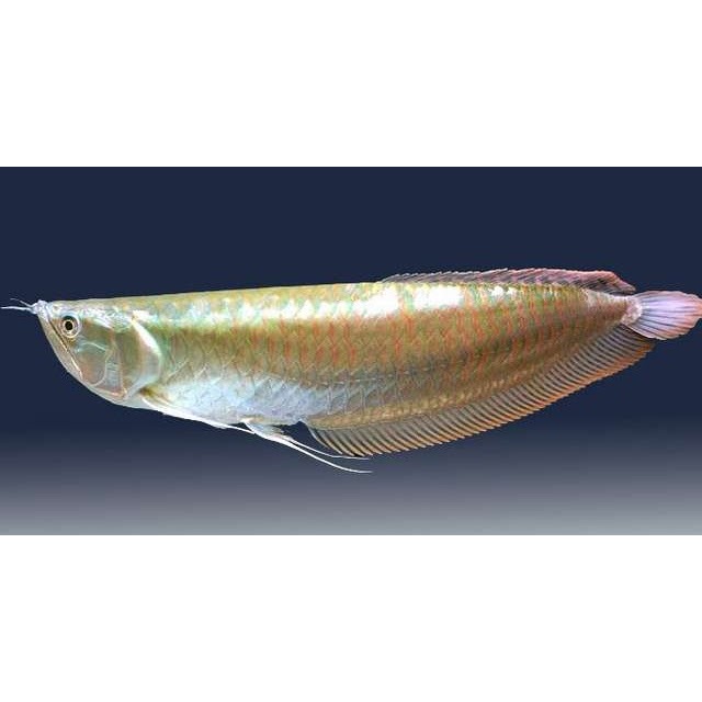 Ikan Arwana Silver Brazil Serat Merah Ikan Predator Hias + Packing