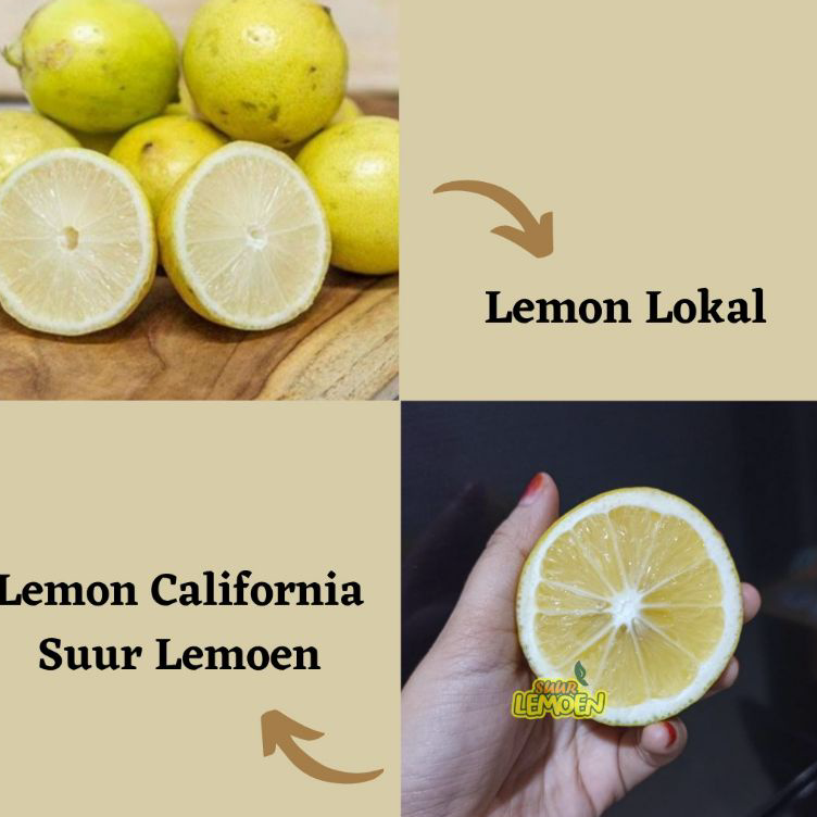 

Ready Stock Jeruk Lemon California Super 1 KG by SUUR LEMOEN ID. Promo