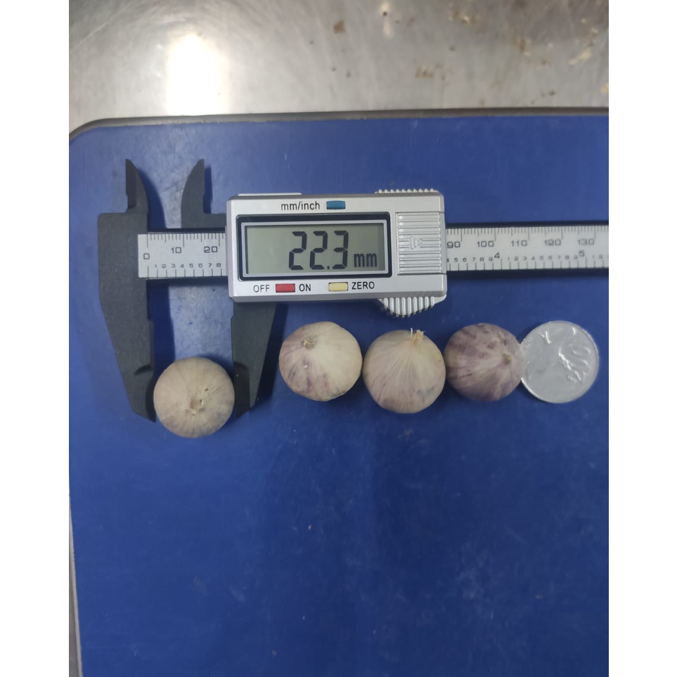 

Terkini Bawang Putih Tunggal Lanang Besar 1KG