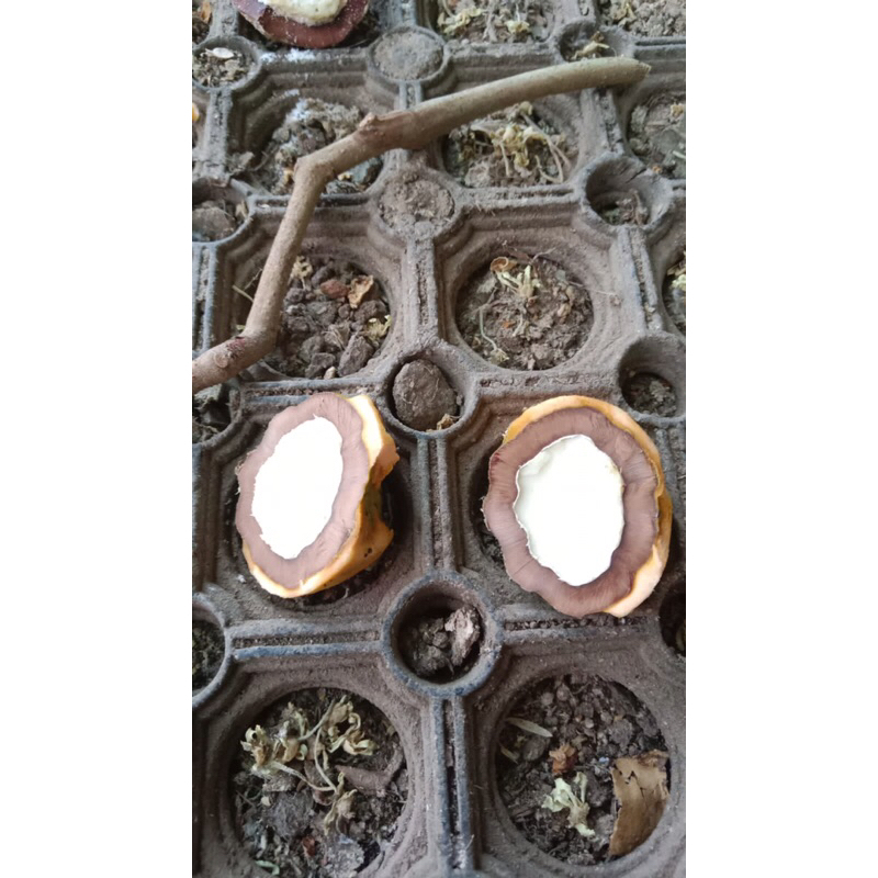 Muncang adu jenis yanti tebal