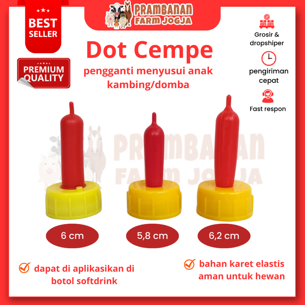 Dot Cempe Anak Kambing Domba Hewan Peliharaan