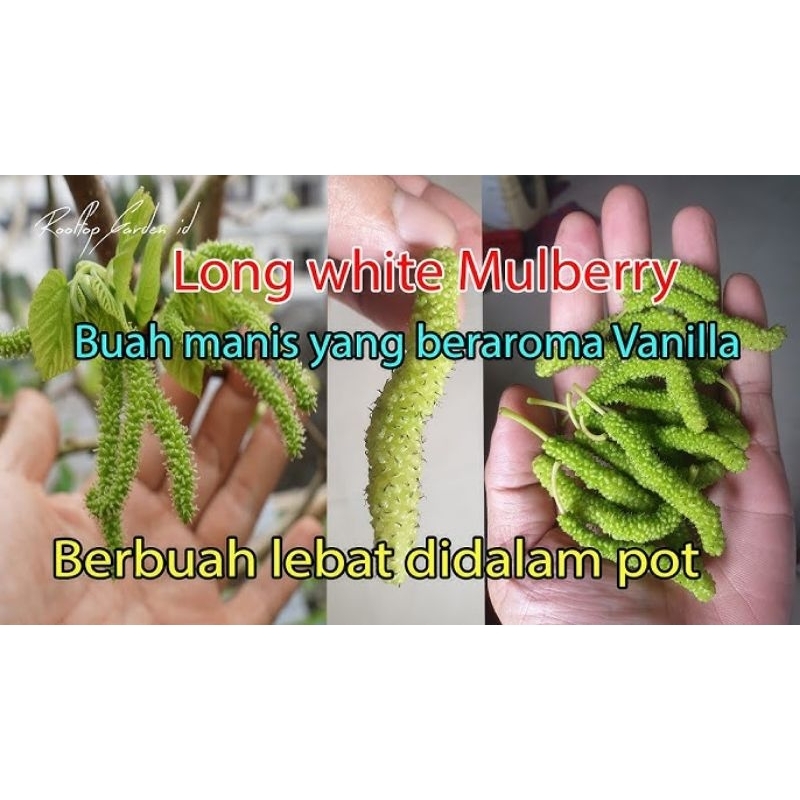 bibit tanaman long murbei white rasa susu vanilla import hasil grafiting