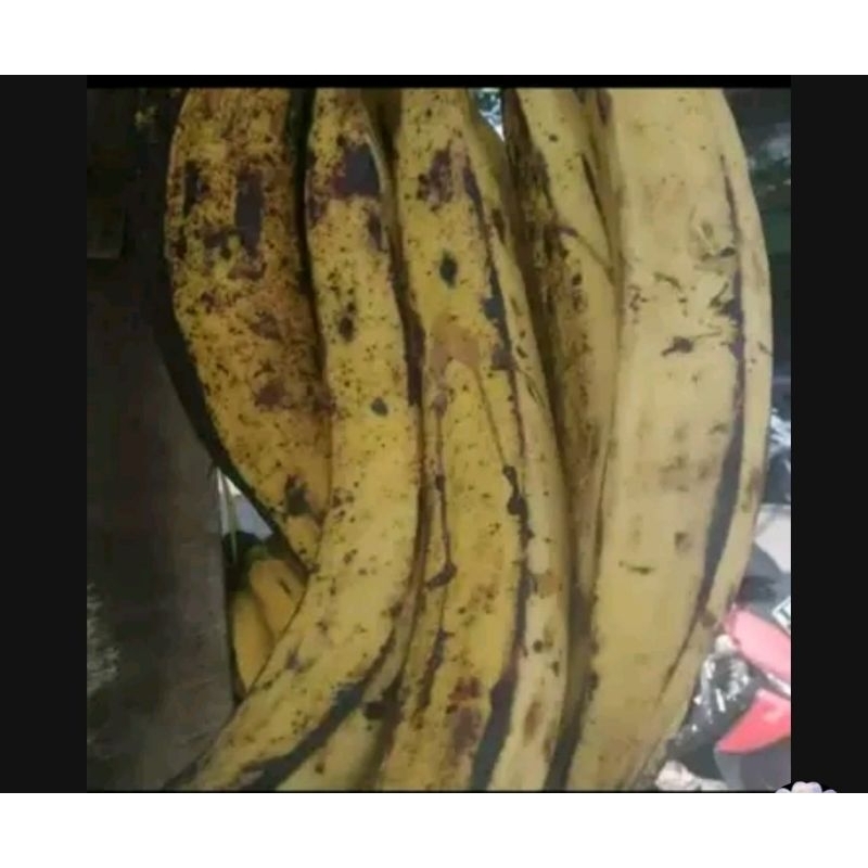 

pisang tanduk 1kg