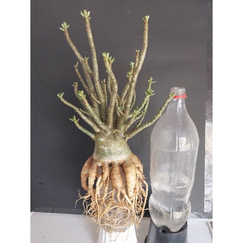 Adenium Arabicum Hibrid