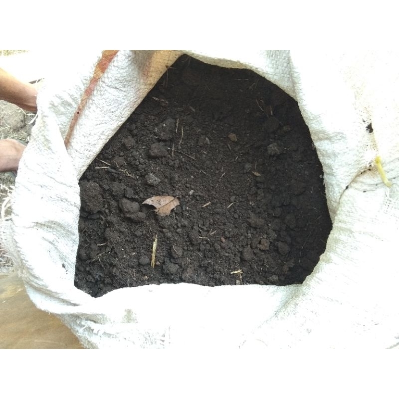 pupuk kohe sapi murni