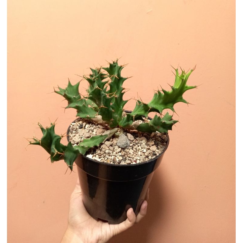 euphorbia tortirama