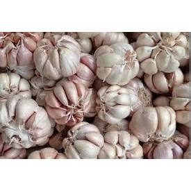 

RAS bawang putih