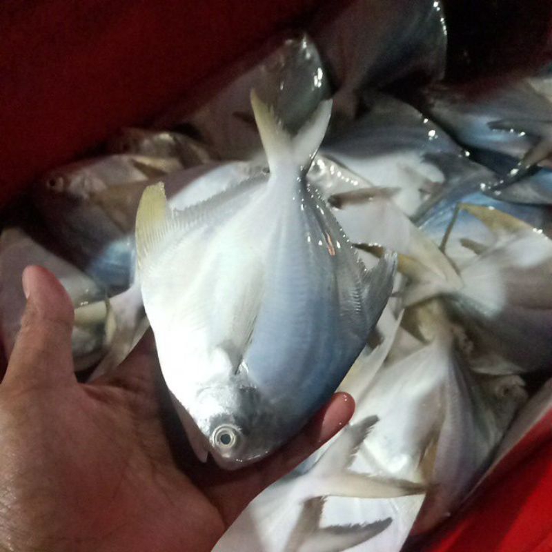 

Ikan Bawal Putih Size 100gr Up