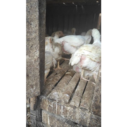 

GDGY8797 Ayam Boiler Fresh