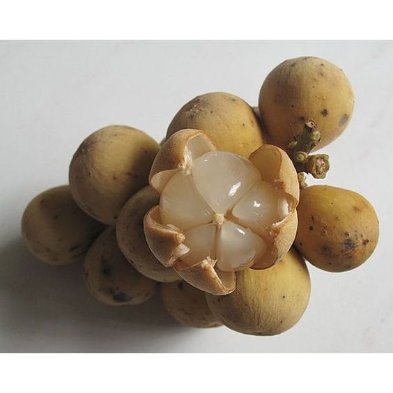 Bibit Tanaman Duku Tanpa Biji - Nikmati Kelezatan Buah Segar Tanpa Ribet | Tanaman Duku Varietas Ung