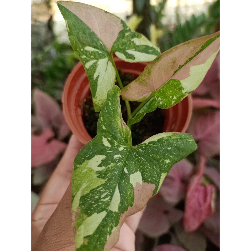 syngonium redspot tricolor