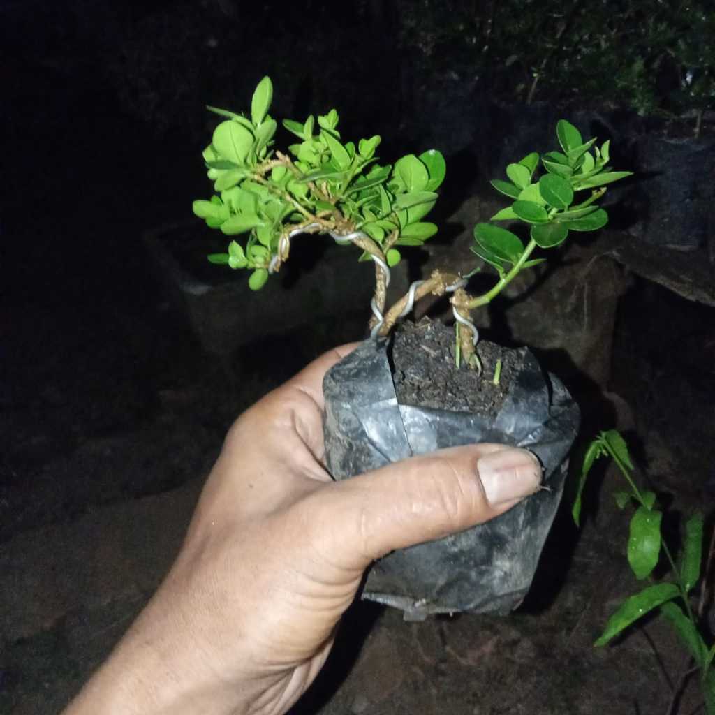bonsai mini mame sancang liukan