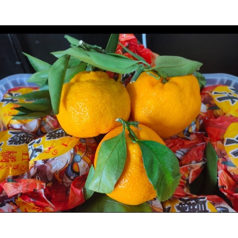 

Buah jeruk dekopon l kg