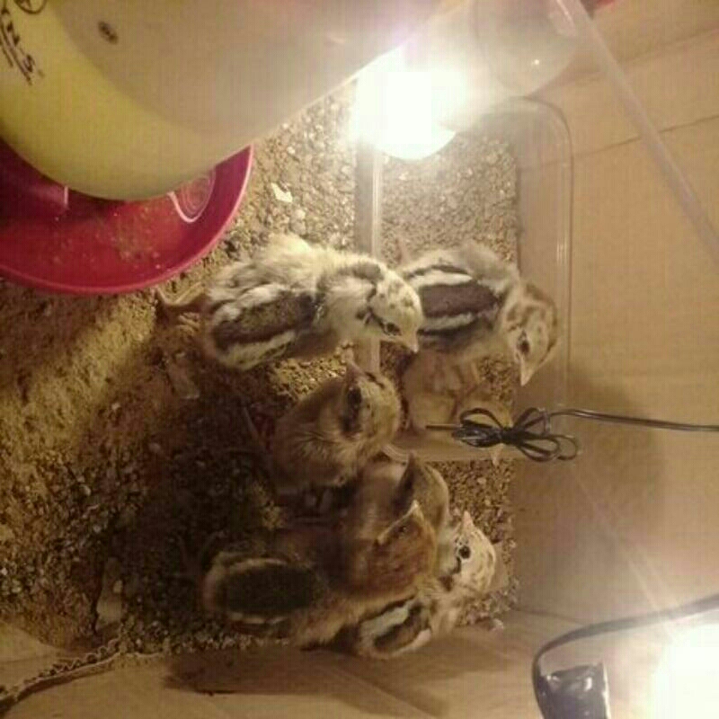 

anak ayam kampung x bangkok umur 0-1 minggu