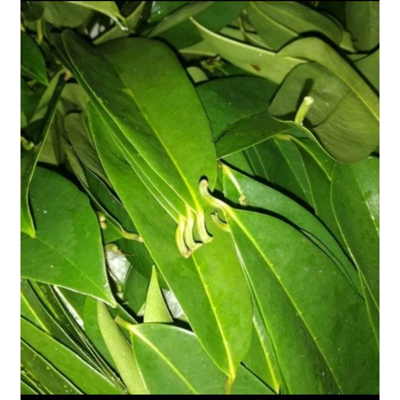 

daun sirsak